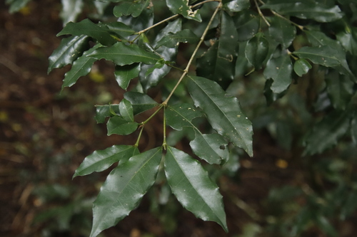 Cassipourea malosana image