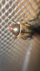 Paranomala testaceipennis