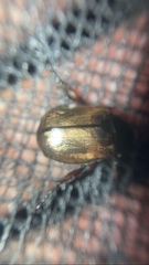 Paranomala testaceipennis