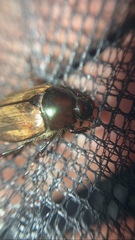 Paranomala testaceipennis