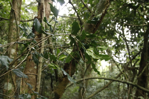 Image of Cassipourea malosana by (c) Tony Rebelo, some rights reserved (CC BY-SA)