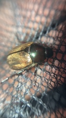 Paranomala testaceipennis