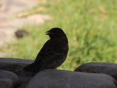 Phrygilus