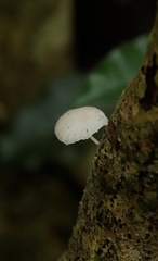 Mucidula