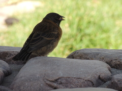 Phrygilus