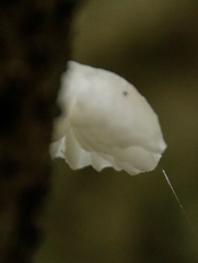 Mucidula