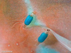 Gnathia maxillaris