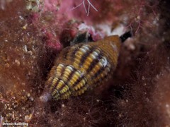 Aplus assimilis