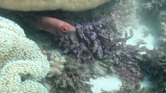 Priacanthus