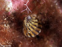 Aplus assimilis