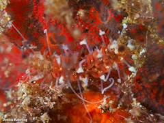 Amblyosyllis madeirensis