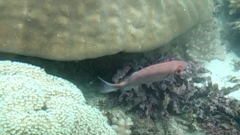 Priacanthus