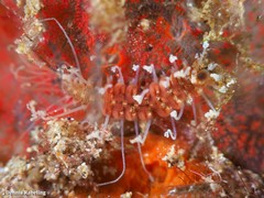 Amblyosyllis madeirensis