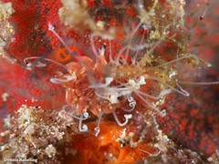 Amblyosyllis madeirensis