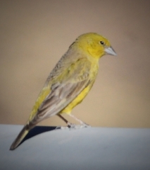 Sicalis uropygialis