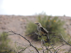 Mimus saturninus