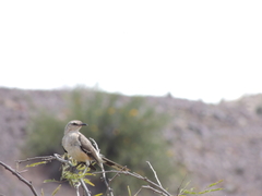 Mimus saturninus