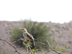 Mimus saturninus