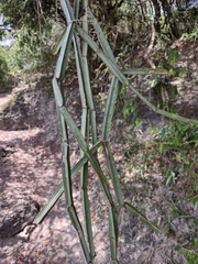 Cissus quadrangularis
