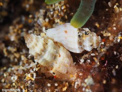 Pseudomangelia vauquelini