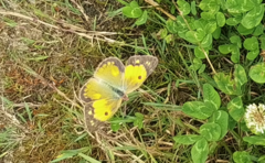 Colias fieldii