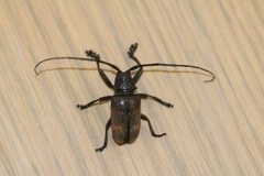 Pycnopsis brachyptera