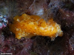 Geitodoris perfossa