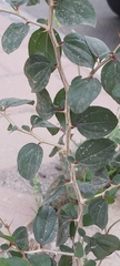Ziziphus spina-christi