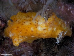 Geitodoris perfossa