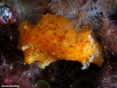 Geitodoris perfossa