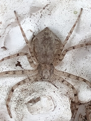 Pulchellodromus