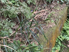 Scleria terrestris