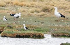 Recurvirostra andina