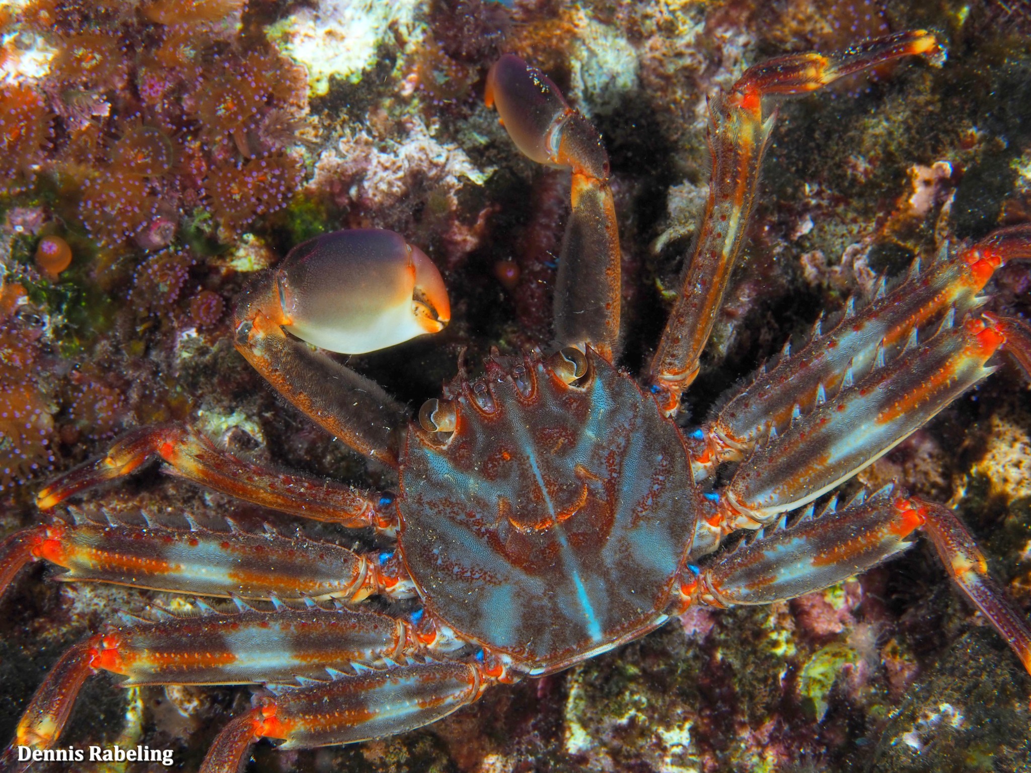 Cangrejo erizo (Percnon gibbesi) · Natusfera, image size:2048x1536