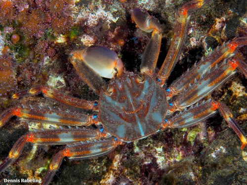 Nimble Spray Crab, Las Palmas, ES-CN, ES, photo 9 of 10