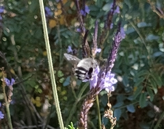 Anthophora alluaudi