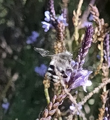 Anthophora alluaudi