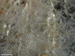 Crisularia plumosa