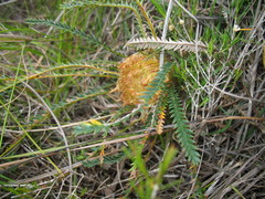 Banksia dallanneyi
