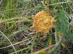 Banksia dallanneyi