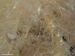 Crisularia plumosa