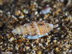 Mangelia costulata