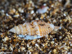 Mangelia costulata