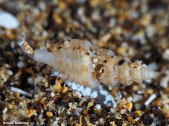 Mangelia costulata