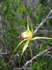 Caladenia infundibularis