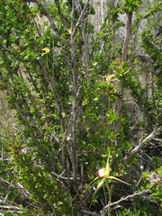Caladenia infundibularis