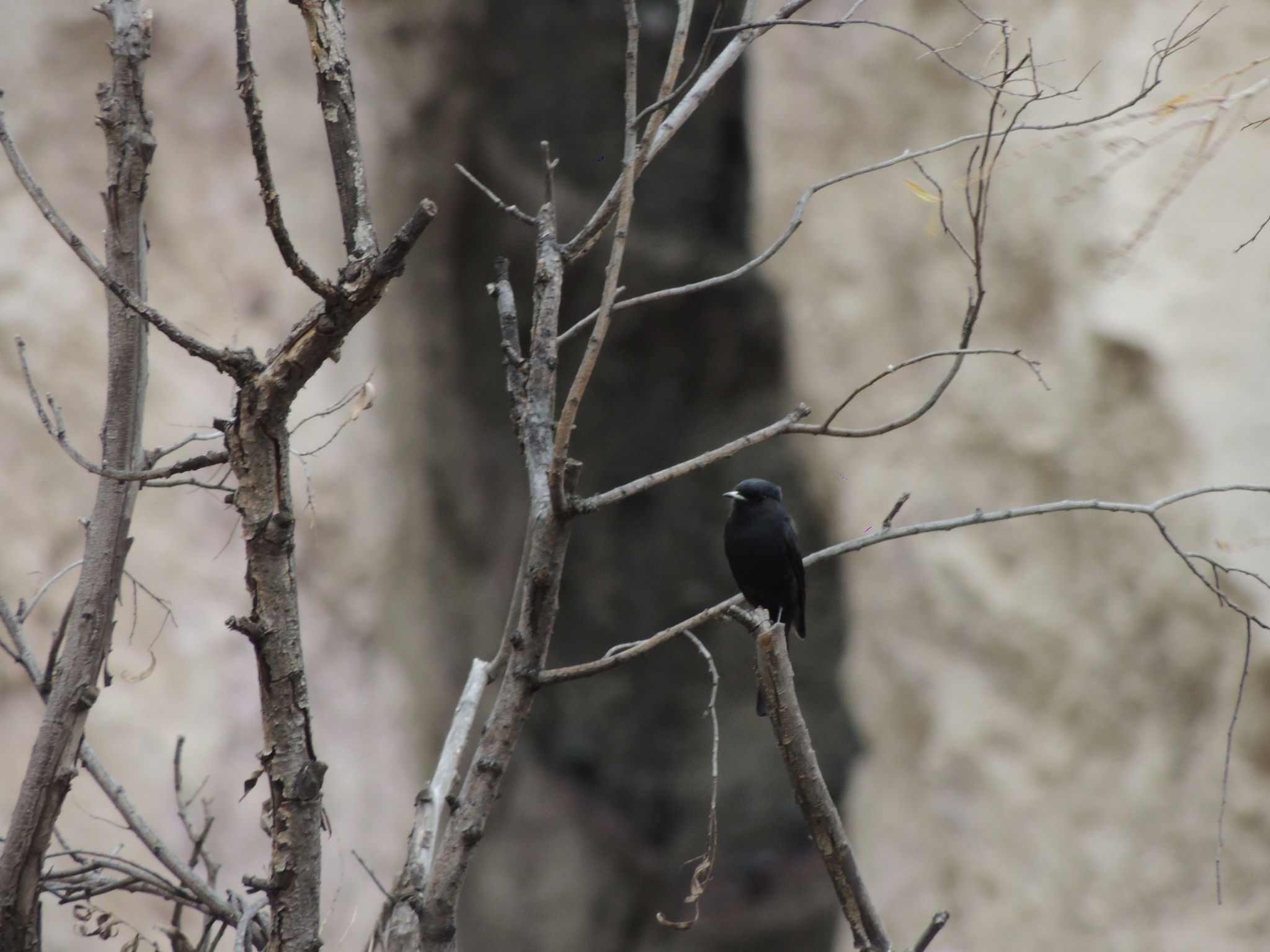 White-winged Black-Tyrant illustration