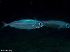 Trachurus picturatus