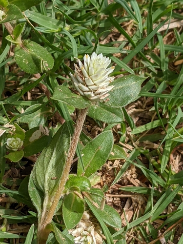 prostrate globe-amaranth