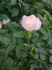 Rosa podolica